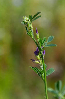 Tarlada yonca çiçekleri. Tıbbi sativa..