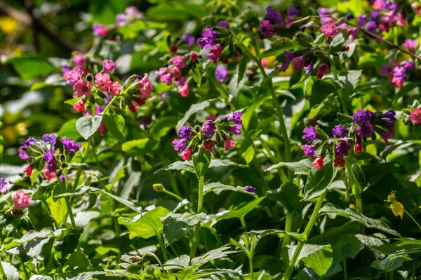 Yeşil yapraklar üzerinde canlı ve parlak pulmonarya çiçekleri yakın plan.