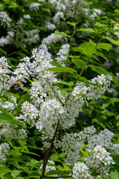 Seçici odak fotoğrafı. Kuş kiraz ağacı, erik yaprağı çiçek açıyor..