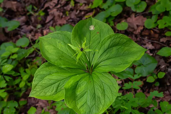Paris kuadrifolisi çiçek açmış. Halk arasında bitki Paris ya da gerçek aşığın düğümü olarak bilinir..