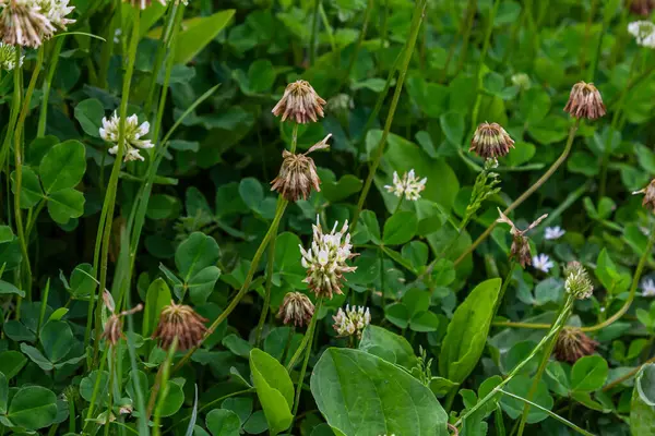 Çimlerin arasında beyaz yonca çiçekleri. Trifolium tövbe eder..