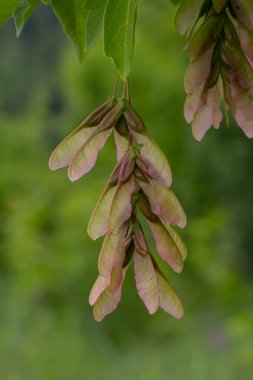 Acer negundo 'nun kanatlı tohumları eşsiz şekillerini ve renklerini gösteren bir daldan sarkan tipik bir bahar sonlarındaki canlı yeşil arkaplana karşı.