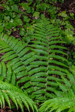 Bereketli dryopteris filix-mas eğreltiotları orman zeminine hükmediyor. Sabahın erken saatlerinde yeşil yaprakların ve toprağın ortasında ortaya çıkan keskin bileşik yaprakları..