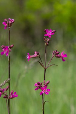 Viscaria vulgaris yaygın olarak Yapışkan Kedisineği olarak bilinir. Yeşil yaprakların bulunduğu bir arka planda parlak pembe çiçek kümeleri sunar..