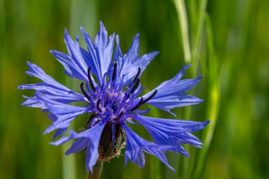 Parlak mavi centaurea siyanus çiçekleri yemyeşil bir alanda büyür. Güneş ışığını emer ve sakin bir öğleden sonra tozlaştırıcıları çeker..