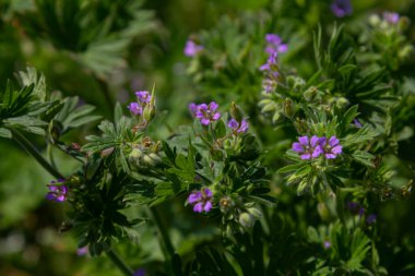 Canlı Geranium purpureum kümeleri ya da Küçük Robin bahar aylarında güneşli bir ortamda yeşil yaprakların arasında mor çiçekleri sergiler..