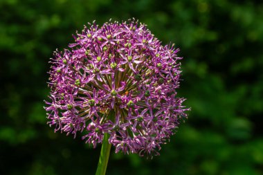Canlı, mor, yuvarlak başlı pırasa çiçekleri, güneşli bir öğleden sonra yemyeşil bir yeşilliğin ortasındaki bir bahçede gelişen narin çiçek kümelerini sergiler..