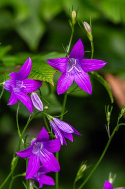 Canlı mor çan çiçekleri yeşil bir arka planda serpilmiş narin yapraklarını ve narin saplarını baharda sakin bir bahçede sergiliyorlar..