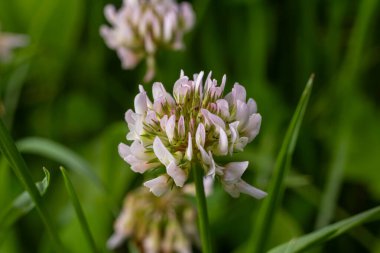 Narin beyaz yonca çiçekleri yemyeşil çimlerle çevrili yeşil bir tarlada yetişir. Sahne, baharın canlılığını ve doğanın güzelliğini yakalar..