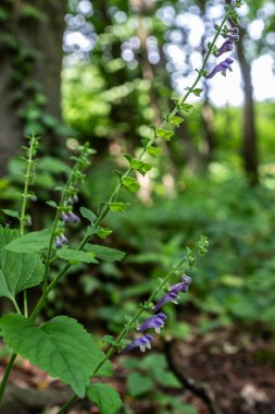 Sık rastlanan Kurukafa, yoğun yeşil bir ağaçlık alanda gün ortasında mor çiçeklerini ve yeşil yapraklarını yumuşak doğal ışık altında sergilerken gelişir..