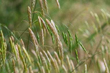 Sert süpürge eşsiz yeşil ve beyaz tohum başlarını güneş ışığı altında sakin bir doğal ortamda rüzgarda yavaşça sallanırken gösterir..