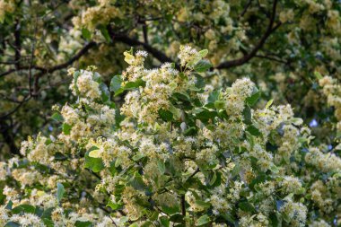 Küçük yapraklı kireç ağaçları parlak bir bahar gününde sarı-beyaz çiçeklerle bezenmiş tozlaştırıcıları çekiyor ve havayı tatlı kokularıyla dolduruyorlar..