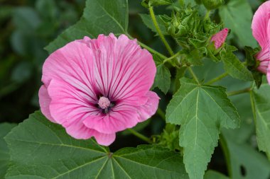 Lavatera trimestri bitkileri açık mavi gökyüzünün altında açık yeşil yapraklarla çevrili parlak pembe çiçekler sergiliyor yaz ortasında güneşli bahçeyi güzelleştiriyor..