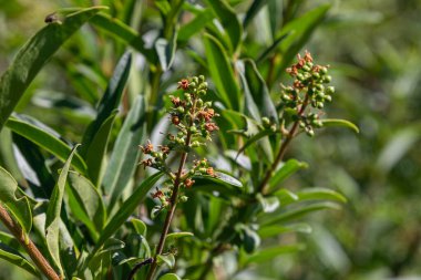 Ligustrum vulgare, güneşli yaz mevsiminde tozlaştırıcıları çeken canlı yeşil yaprakların arasında küçük narin çiçek kümeleri olarak da bilinir..