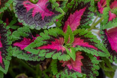 Plectranthus scutellarioides 'in gür yaprakları, doğal ışık altında parlak pembe ve yeşil desenler göstererek, onun süsleme özelliklerini yakından gösterir..