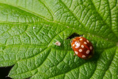 Turuncu uğur böceği olarak bilinen Halyzia sedecimguttata yeşil bir yaprağın üzerinde dinlenir ve turuncu gövdesini ve beyaz noktalarını doğa tarafından çevrelenmiş olarak gösterir..