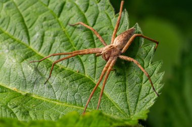 Pisaura mirabilis olarak bilinen bu hemşire web örümceği, sabah ormanlık alanda canlı yeşil bir yaprağa tünemiş eşsiz avlanma yeteneklerini sergiliyor..