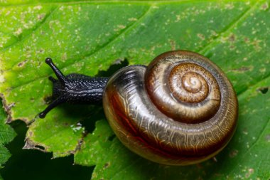 Sarımsaklı bir salyangoz Oxychilus alliarius canlı yeşil bir yaprak boyunca yavaşça hareket eder ve doğal bir ortamda sarmal kabuğunu ve nemli zıt bedenini gösterir..