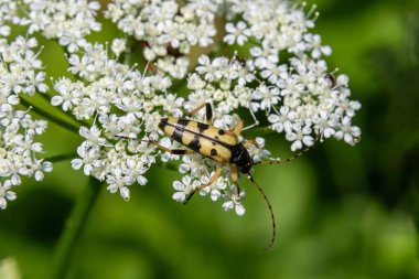 Dört bantlı uzun boynuzlu böceğin küçük beyaz çiçekleri keşfettiği görülmektedir. Canlı yeşil ayar, belirgin sarı ve siyah renk kalıplarının karmaşık detaylarını gözler önüne serer..