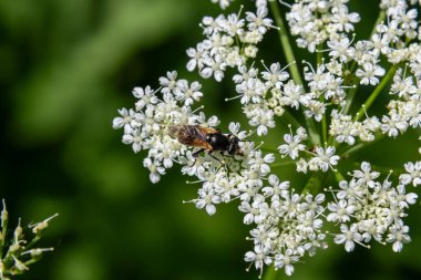Eristalis tenax olarak bilinen İHA sineği sıcak bir yaz öğleden sonrasında güneşli bir bahçede canlı beyaz çiçekleri tozlaştırmakla meşgul..