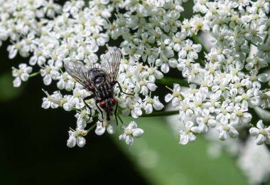 Dinera ferina a Tachinid Fly küçük beyaz çiçeklerin üzerinde dolaşıp nektar toplar. Canlı doğal ortam baharda bahçenin güzelliğini vurguluyor..