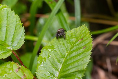Bakır bir güneş kazağı, yemyeşil bir yaprağın üzerinde mükemmel bir şekilde kamufle olmuş, yemyeşil bir ortamda eşsiz fiziksel özelliklerini sergiliyor..