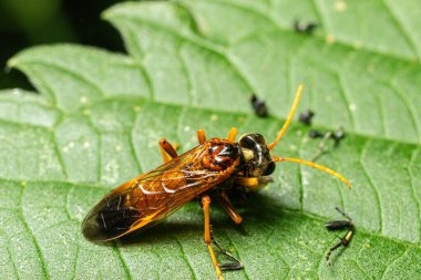 Cimbex kuadrimaculatus dört noktalı bir testere sineği canlı yeşil bir yaprağın üzerinde gözlemlenir ve bereketli bir yaz ortamının ortasında belirgin rengini ve şeklini gösterir..