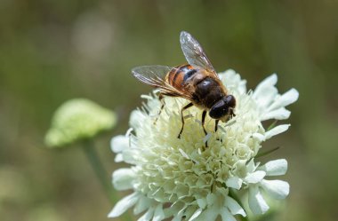 İHA sineği olarak bilinen Eristalis tenax parlak güneş ışığı altındaki bir çayırda beyaz bir çiçekten nektar toplar ve tozlaşmadaki önemli rolünü gösterir..