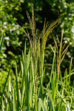 Nehrin kıyısında ve sularda, yem tanecikli gliseria maxima yetişir..
