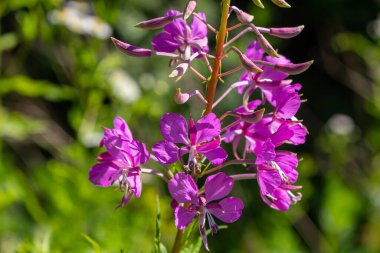 Çiçek açan muhteşem ateş otu Chamaenerion angustifolium akşam güneşi tarafından vurgulanır. Bir demet çiçek açan Rosebay Willoerbs.