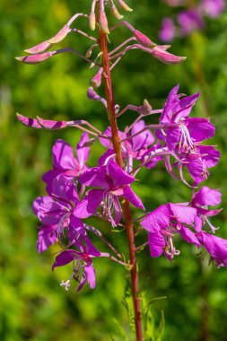 Çiçek açan muhteşem ateş otu Chamaenerion angustifolium akşam güneşi tarafından vurgulanır. Bir demet çiçek açan Rosebay Willoerbs.