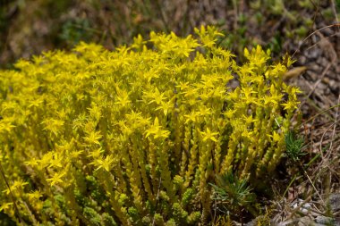 Müller tohumları orman yatağında. Sedum dönümü. Tarlada yetişen sarı çiçekler.