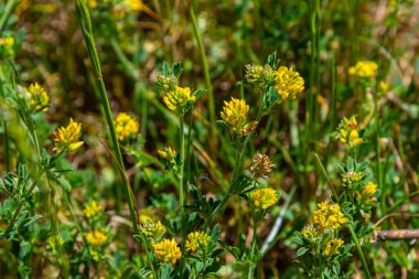 Medicago falcata, Medicago cinsinin bitki türü. Avrupa ve Asya 'nın çoğuna özgüdür..