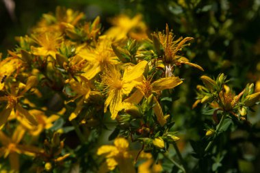 Aziz Johns otunun çiçekleri, Hypericum perforatum,