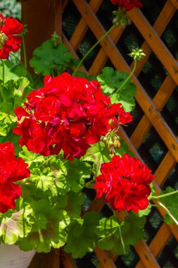 Sardunya kırmızı çiçekleri. Sardunya çiçekleri asılıyor, yakın çekim. Sardunya çiçekleri. Pelargonium peltatum çiçekleri. Büyüyen sardunyayı ev duvarına asmak.