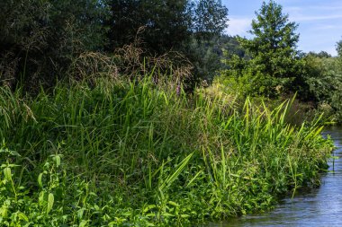 Nehrin kıyısında ve sularda, yem tanecikli gliseria maxima yetişir..