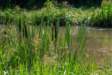 Geniş yapraklı yarasa Typha latifolia bataklık yaşam alanlarını tercih eder, sık sık gölet kıyısında yaşar..