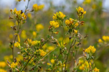Medicago falcata, Medicago cinsinin bitki türü. Avrupa ve Asya 'nın çoğuna özgüdür..