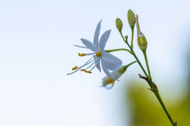 Anthericum ramosum 'un narin, beyaz ve sarı çiçekleri, yıldız şeklinde, vahşi, bulanık yeşil arka planda büyüyen, parlak ve güneşli yaz günü,.