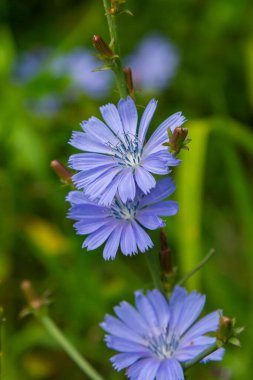 Vahşi doğada güzel hindiba çiçekleri yetişir. Yabani bitkilerin tarlası. Yeşil bulanık doğal arkaplan.