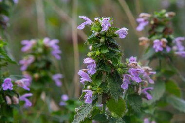 Hluchavka Lamium Tryphon Tournesol, pembe.