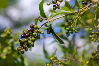 Doğal yeşil bir arka planda izole edilmiş yabani mahrem ya da ortak mahremiyet ya da Avrupa özel ligustrum vulgare meyve ve meyveleri.