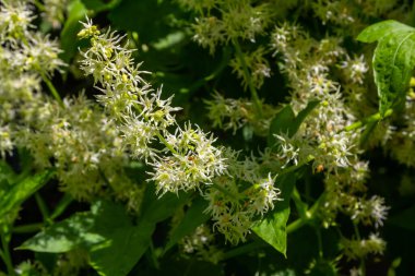 Yabani salatalık, Echinocystis lobata beyaz çiçekler yakın çekim seçici odak.