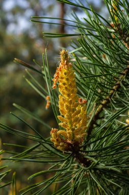 Pinus çam ağacının ovoid ve portakal filizlerinin seçici odak noktası ve bulanık arka planı olan yeşil iğneler..