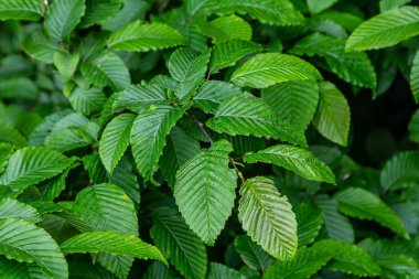 Parlak yeşil boynuz direği gökyüzünün önünde yapraklar yapar. Orman doğası geçmişi.
