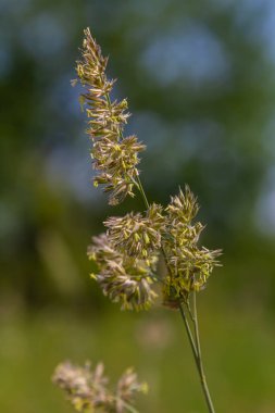 Yeşil çimenlere karşı Dactylis ekin. Çayırlarda değerli çimler açar. Dactylis glomerata. Dactylis glomerata, ayrıca horoz ayağı, meyve bahçesi otu ya da kedi otu olarak da bilinir..