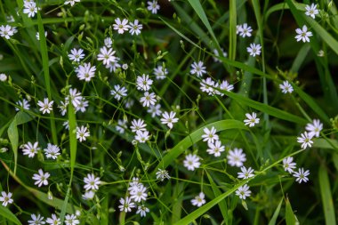 Uzun yapraklı kuş gözünün beyaz çiçekleri Stellaria longifolia.