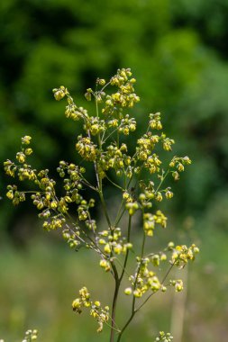 Thalictrum eksi, Küçük Meadow-Rue. Yazın vahşi bitki vuruşu..