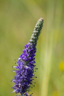 Veronica Spicata Speedwell Syn 'i zehirledi. Pseudolysimachion spicatum, Plantaginaceae familyasından bir bitki türü..