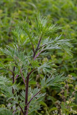 Artemisia vulgaris yaygın mugwort alerjisi çiçekleri.